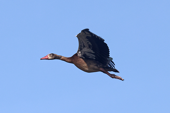 Spur-winged Goose
